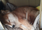 开云体育平台APP-浓眉轰下40+20+5封盖统治盐湖城！开拓者逆袭未果，爵士主场沦陷