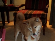 开云体育平台APP-生死战定海神针，德里赫特一柱擎天，智利绝境中力克哥伦比亚