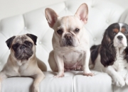 开云APP-雷霆残阵，杜兰特单骑救主？