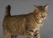 开云-当教科书被翻开时，欧冠决赛之夜基米希如何定义了现代后腰