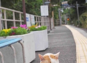 开云体育-跨界巅峰，公牛强势晋级辽宁队，哈利伯顿抢七封神记