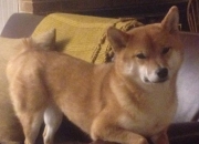 开云APP-那一刻，拜仁的叹息与卡塔尔的沙，当唯一性被一粒进球改写