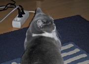 开云下载-逆袭之手，墨西哥强行终结瑞典，阿坎吉意外成为关键先生