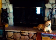 开云sport-撒哈拉烈日对决高地寒风，当凯恩的简约利刃刺穿百年铁血