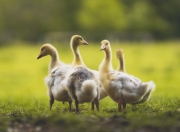 开云体育中国-虎啸鹰唳，山海间一锤定音，霍勒迪末节封神诠释何谓大心脏