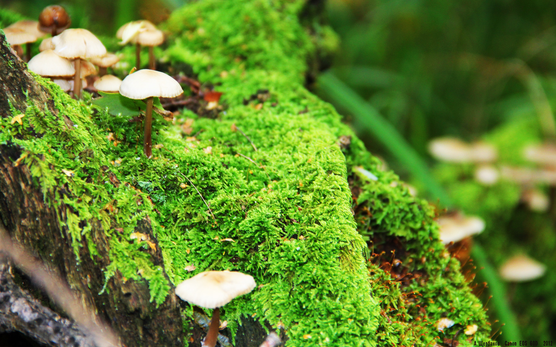 跨洋风暴!克莱三分雨淹没辽篮,鹈鹕踏平辽宁提前终结悬念