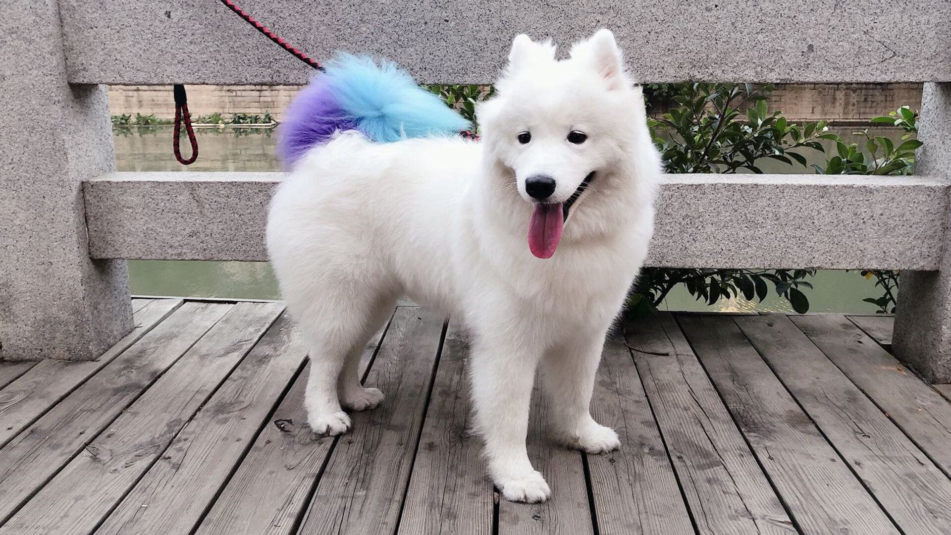 F1街道赛上演国家德比，西班牙车手绝杀拜仁系车队