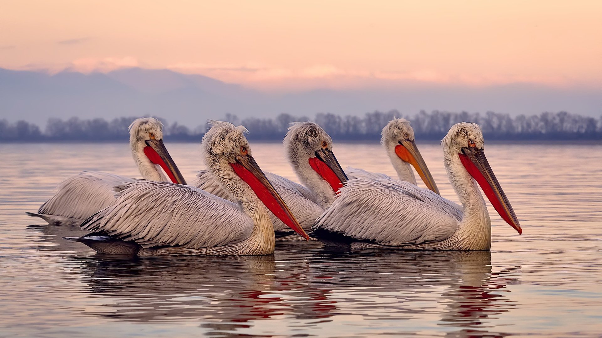 东部激战，尼克斯力克魔术，塔图姆关键先生本色尽显