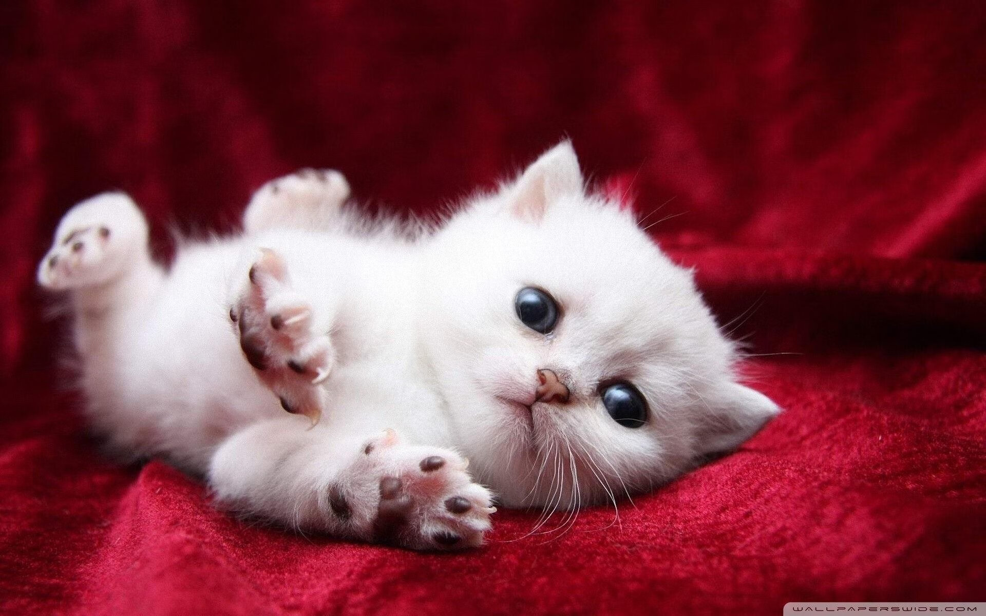 黄喜灿一锤定音,当美国精神遇上雷恩铁壁,韩国利刃切开胜负天平