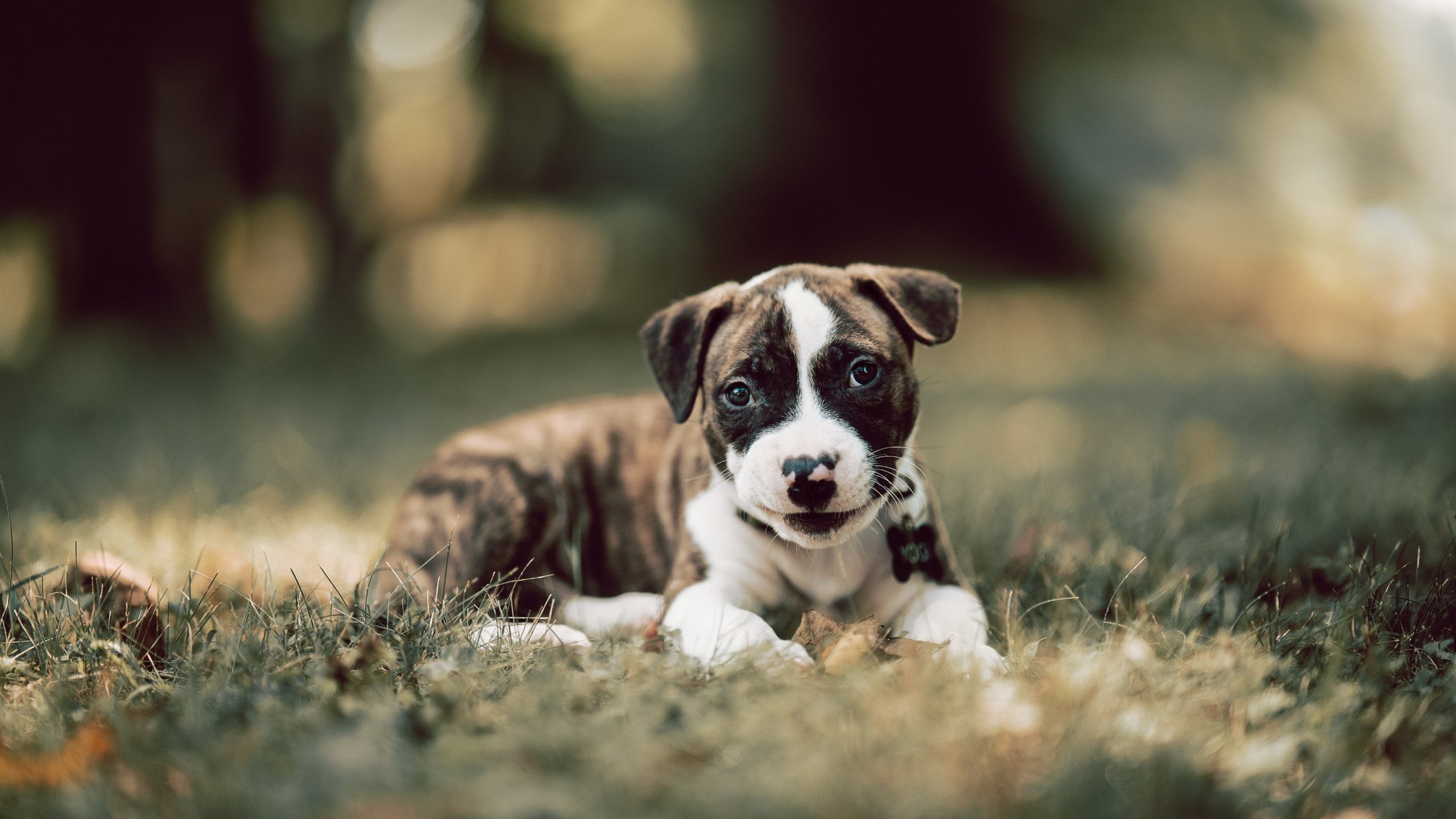 两种回答，劳塔罗用进球证明价值，德国足球哲学如何重塑切尔西