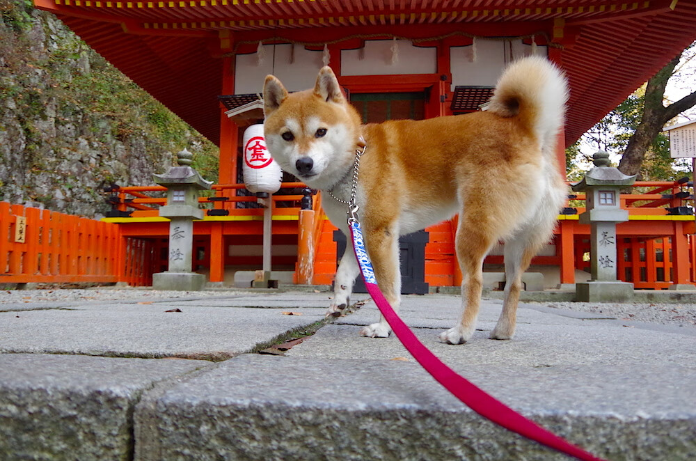 黄金裂痕，当掘金匠人粉碎黄蜂之巢，东契奇在第七场熔铸新神纪元