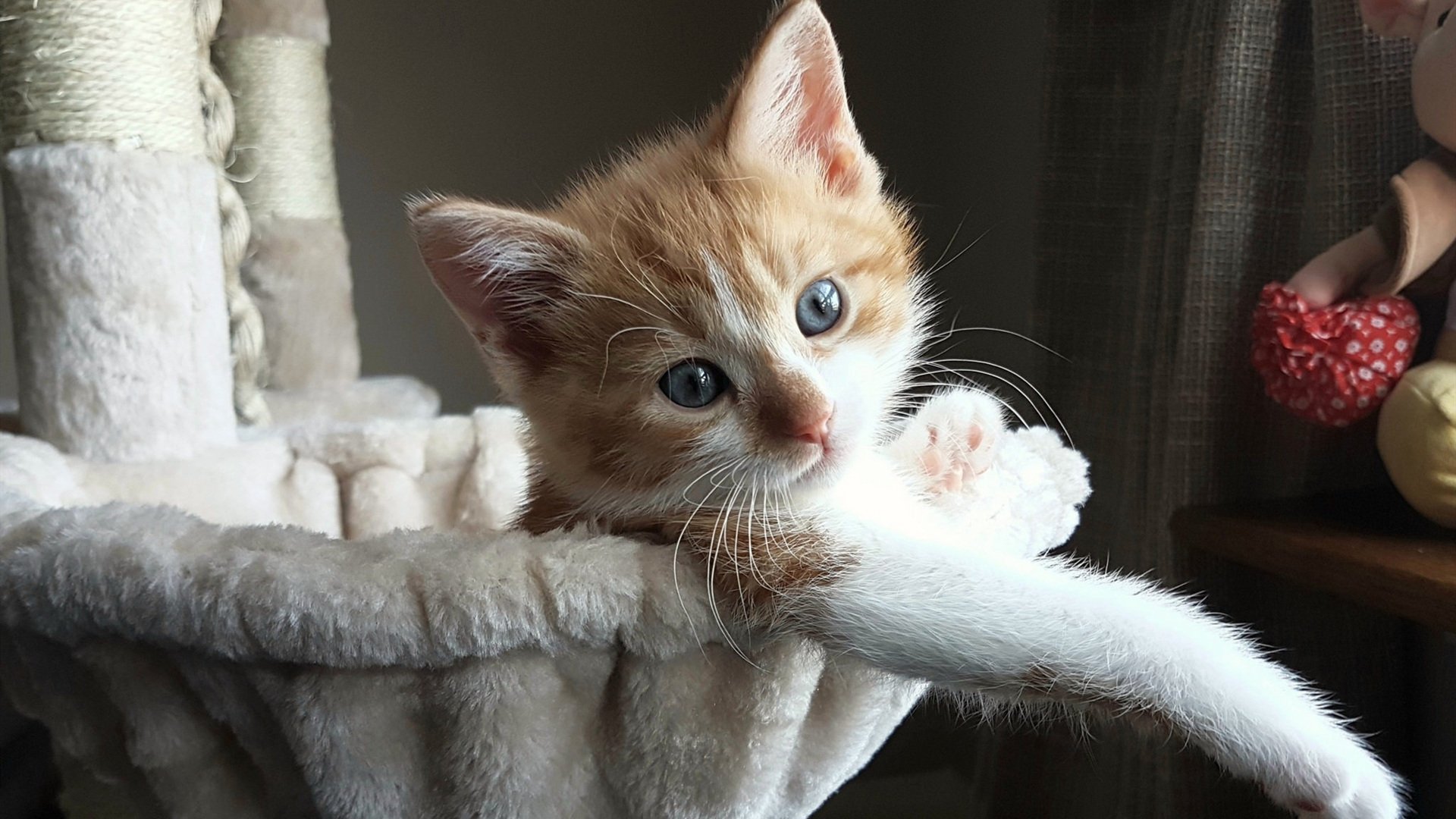 孤星闪耀,约基奇独战鹈鹕双星,在无声处证明何为真正统治