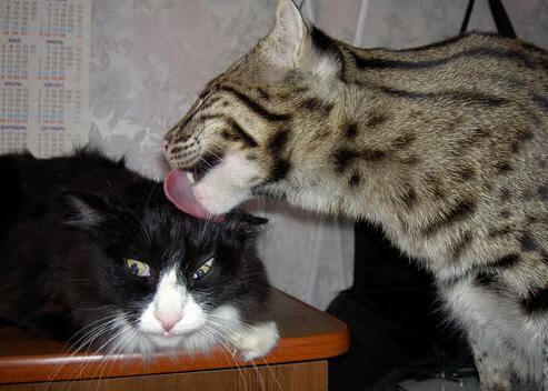 双城记，步行者一剑封喉绝杀快船，詹姆斯关键回合再现杀手本色