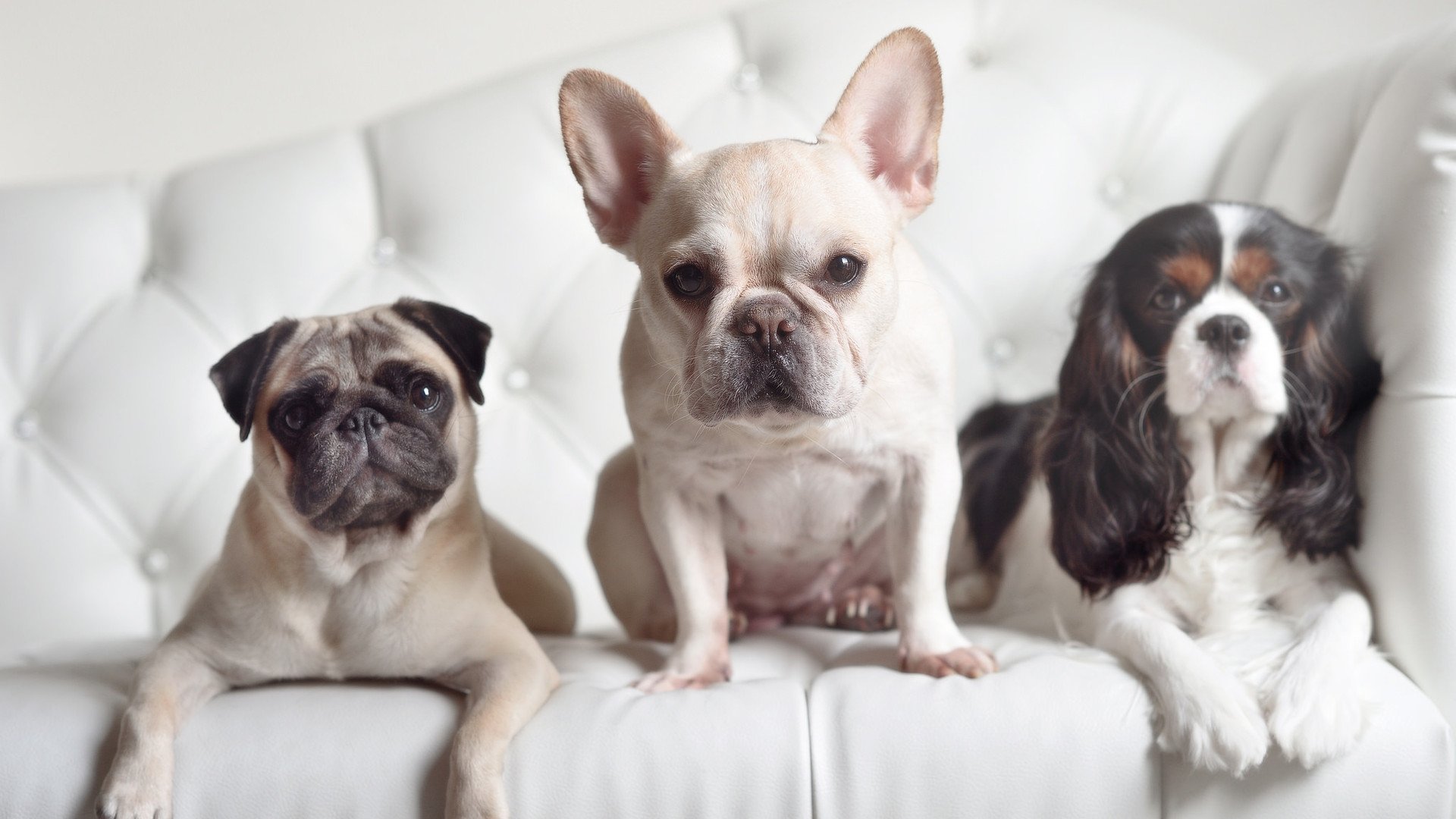 创历史！广东队爆冷战胜NBA劲旅雄鹿，班凯罗逆天表现成关键先生