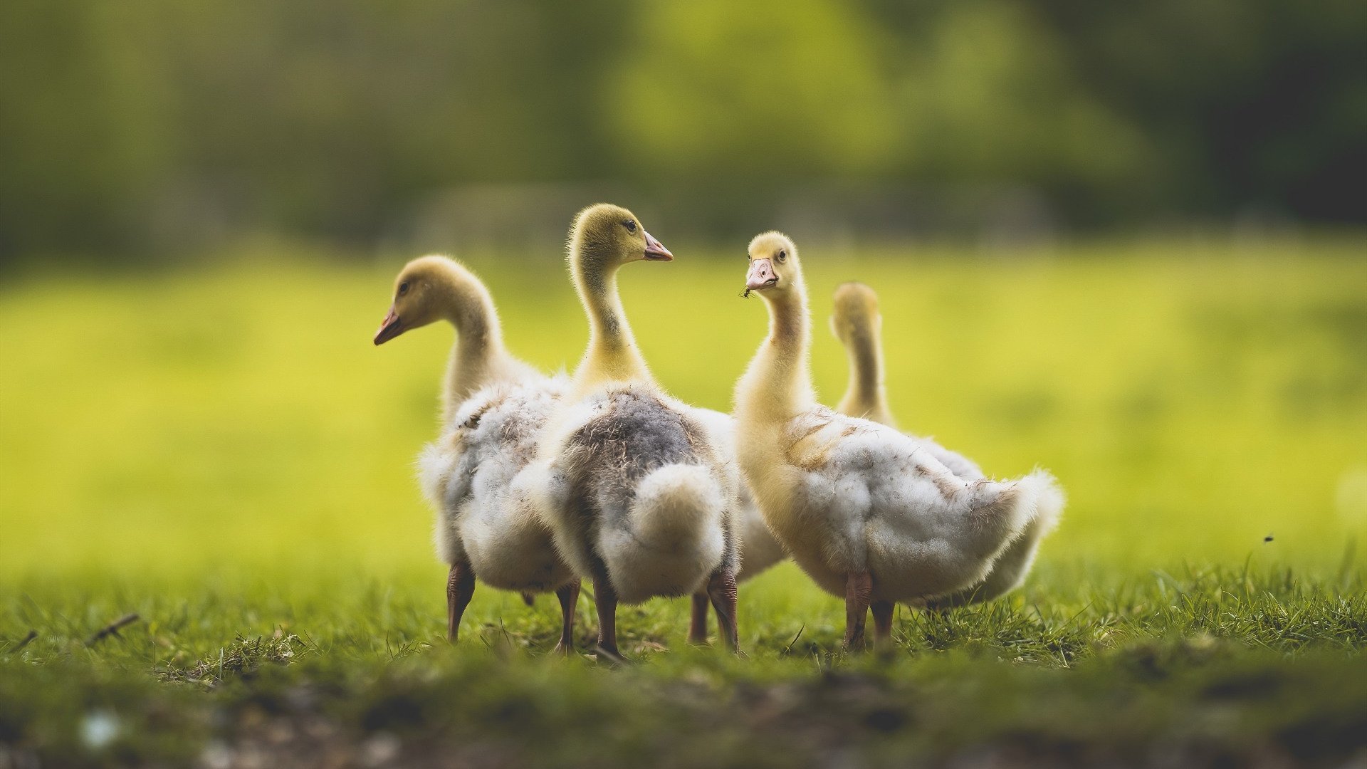 蓝月悬空,烈火焚夜,当佛光照亮温布利的最后一刻