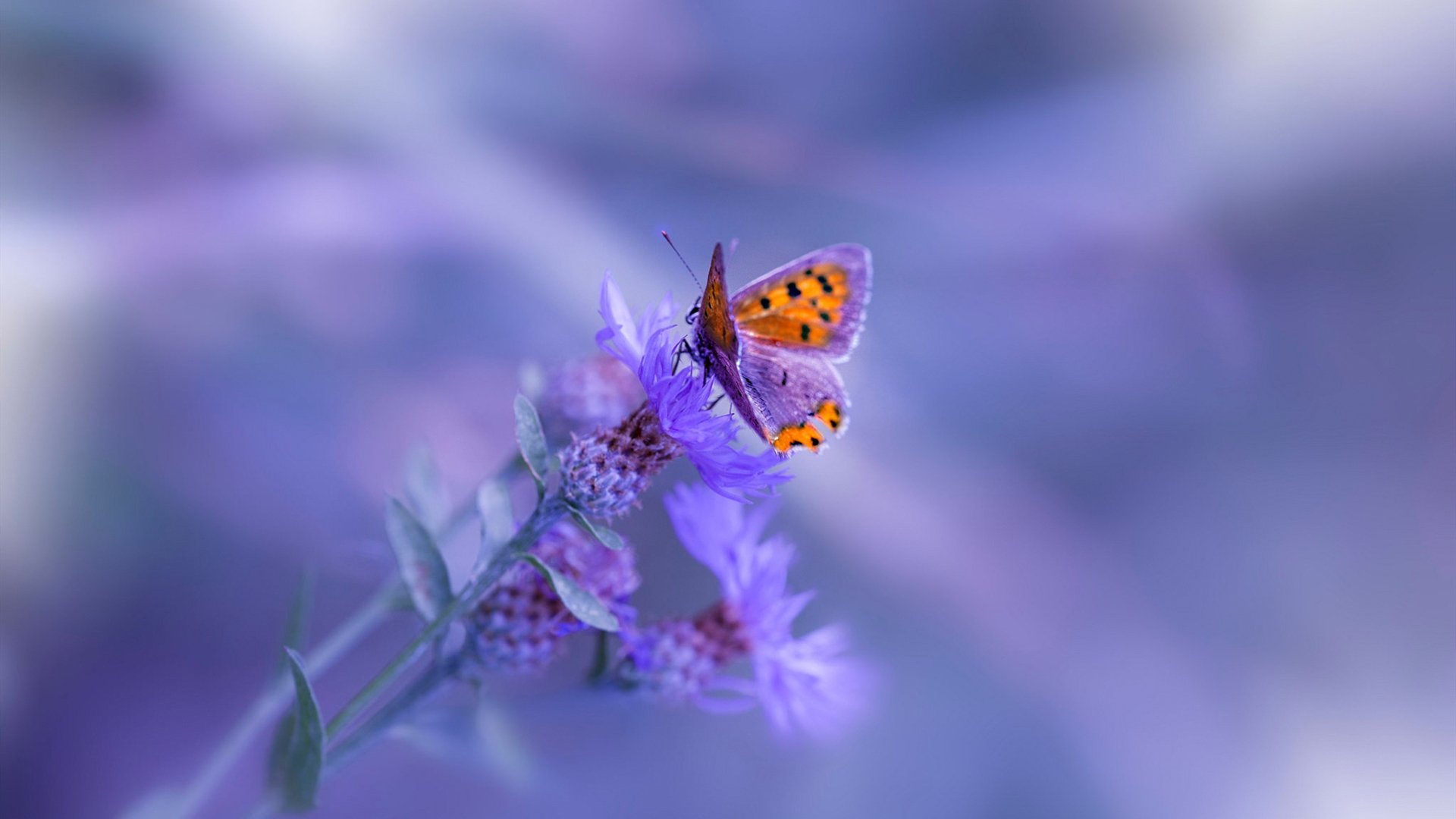 冰与火之歌,当灰熊的防守巨网,逼出利拉德的封神子弹