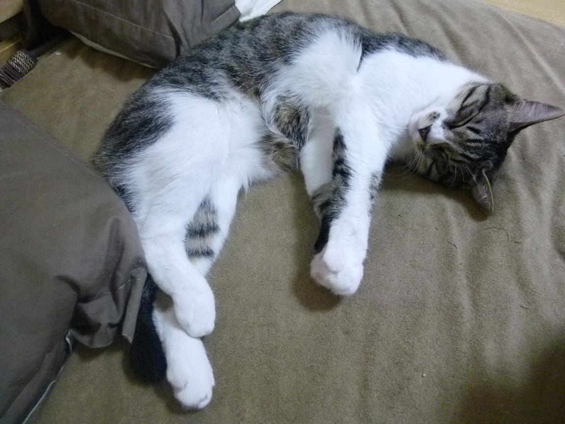 季后赛抢七之夜,戈贝尔,无声王座上的硬仗之王