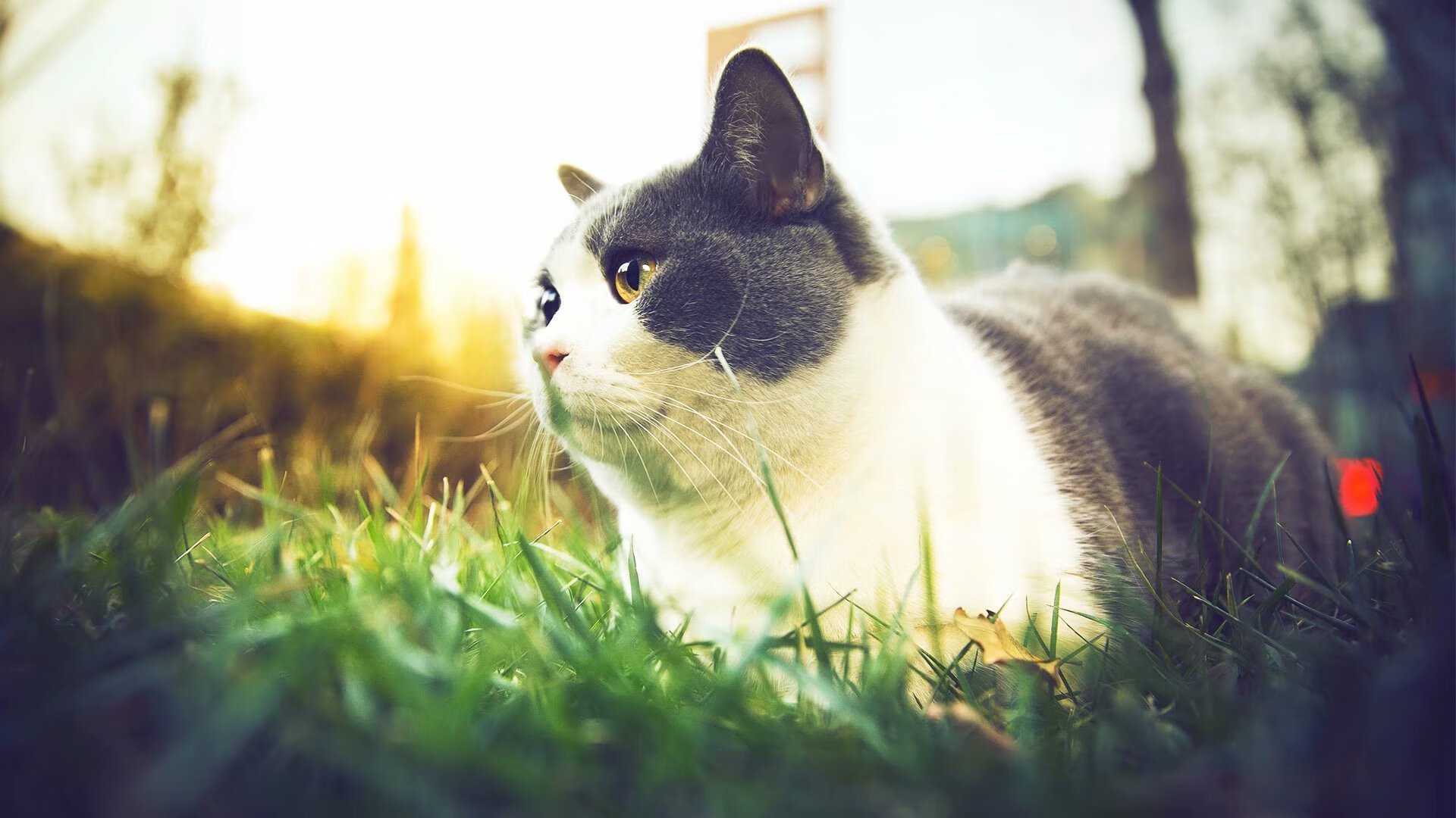 绝杀!当蒙得维的亚的最后一射,遇见银石赛道的最后一圈